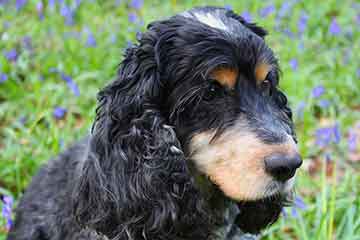 Englischer Cocker Spaniel