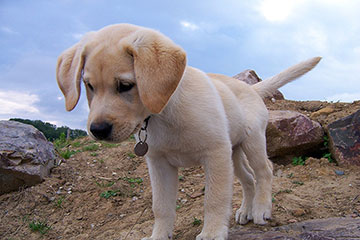 Labrador