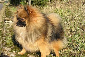Chow Chow (Spitz)