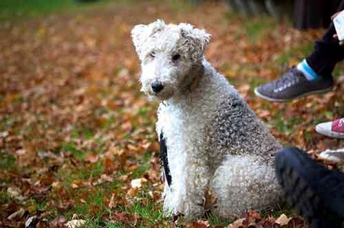 Fox Terrier sucht ein neues Zuhause