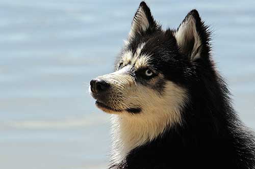 Husky sucht ein neues Zuhause
