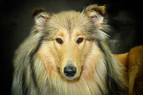 Collie sucht ein neues Zuhause