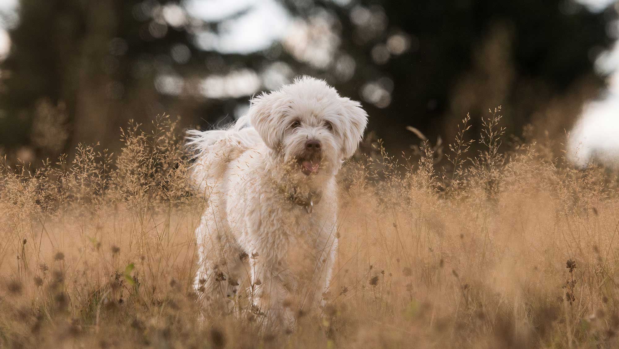 Hunde suchen ein Zuhause: Adoptieren statt kaufen