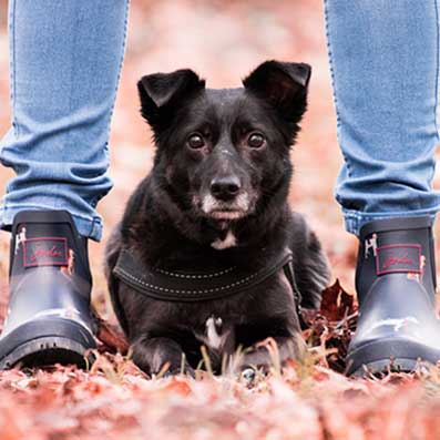 Frank Wiedmann von Vierpfotenliebe e.V.