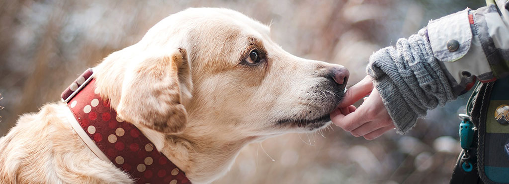Spenden für Hunde in Not